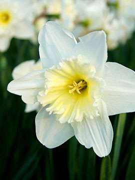 Narcissus, Gibson, John