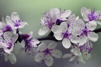 Carol Ann Hunter